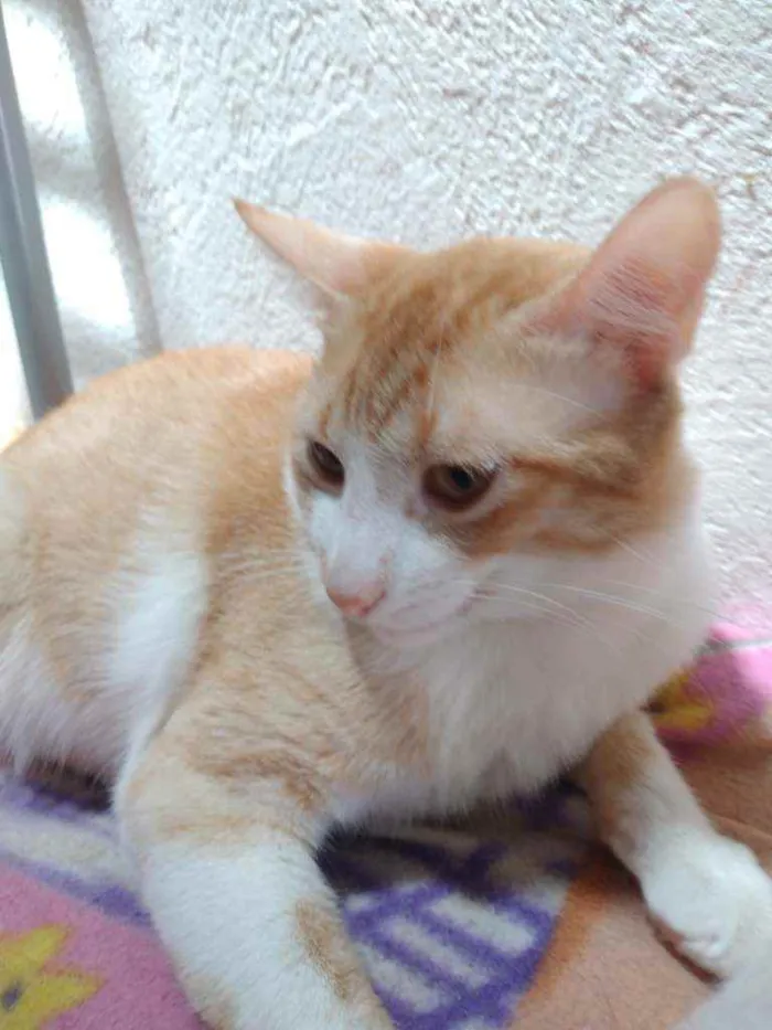 Gato ra a Não definida  idade 2 a 6 meses nome Não tem nome 