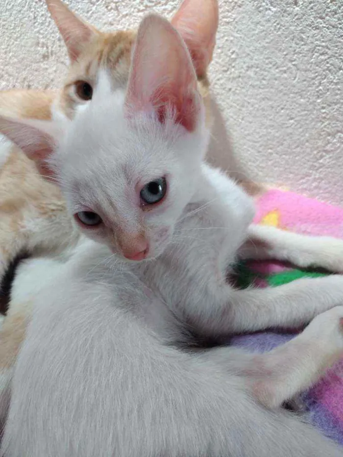Gato ra a Não definida  idade 2 a 6 meses nome Não tem nome 