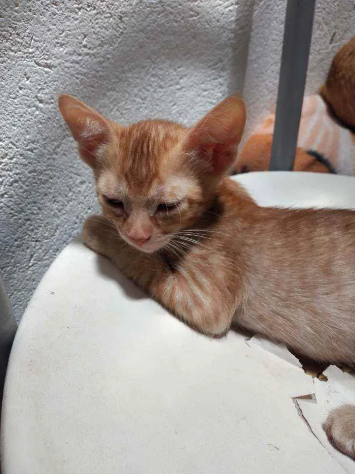 Gato ra a Não definida  idade 2 a 6 meses nome Não tem nome 