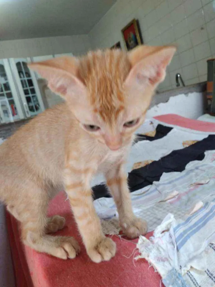 Gato ra a Não definida  idade 2 a 6 meses nome Não tem nome 