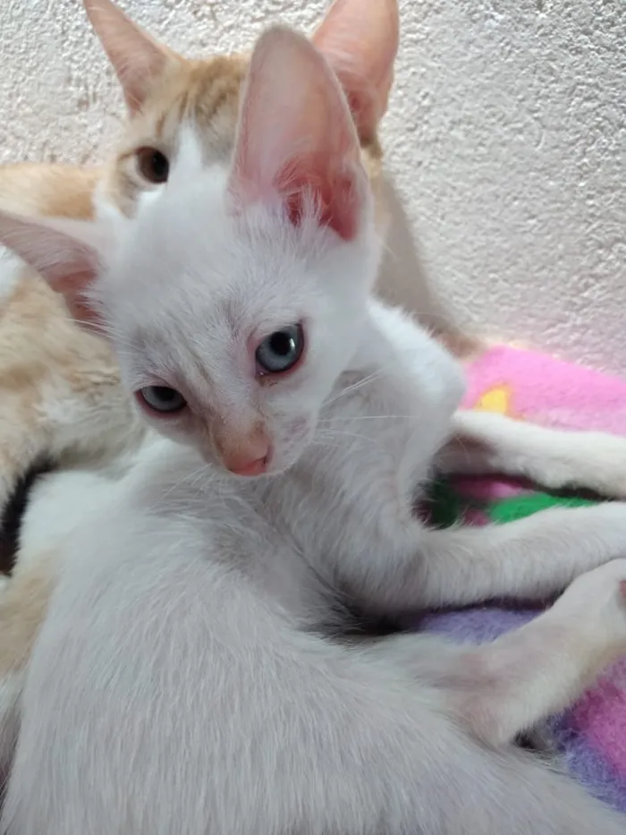 Gato ra a Não definida  idade 2 a 6 meses nome Não tem nome 