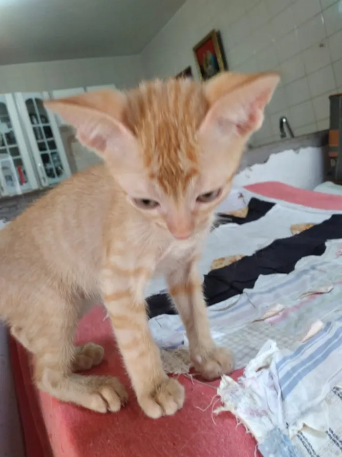 Gato ra a Não definida  idade 2 a 6 meses nome Não tem nome 