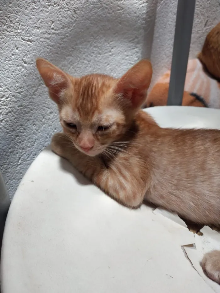 Gato ra a Não definida  idade 2 a 6 meses nome Não tem nome 