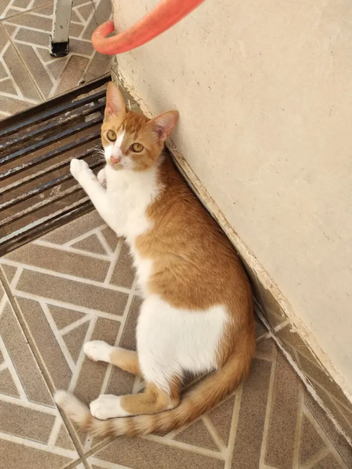Gato ra a Não definida  idade 2 a 6 meses nome Não tem nome 