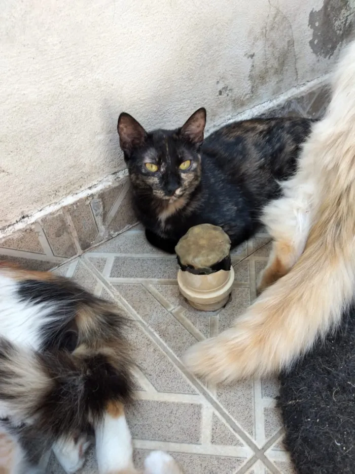 Gato ra a Não definida  idade 2 a 6 meses nome Não tem nome 