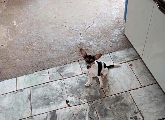 Cachorro ra a Fox paulistinha idade 2 a 6 meses nome Belinha