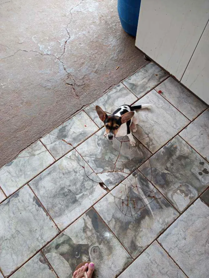 Cachorro ra a Fox paulistinha idade 2 a 6 meses nome Belinha