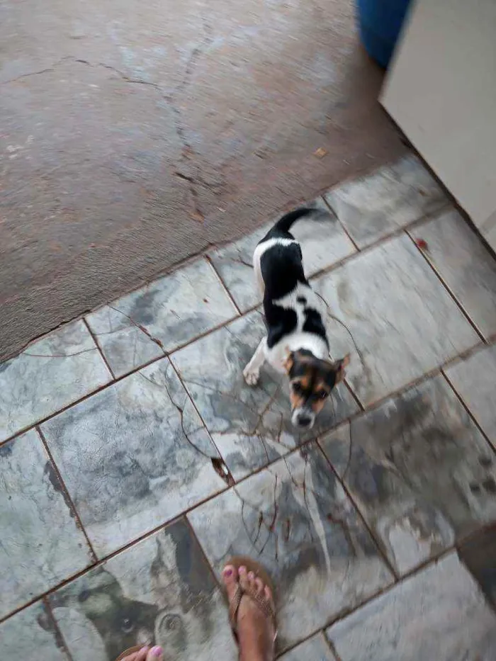 Cachorro ra a Fox paulistinha idade 2 a 6 meses nome Belinha