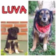 LUVA