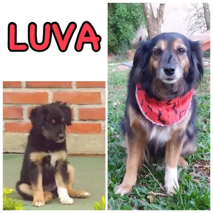 Cachorro ra a SRD-ViraLata idade 6 ou mais anos nome LUVA