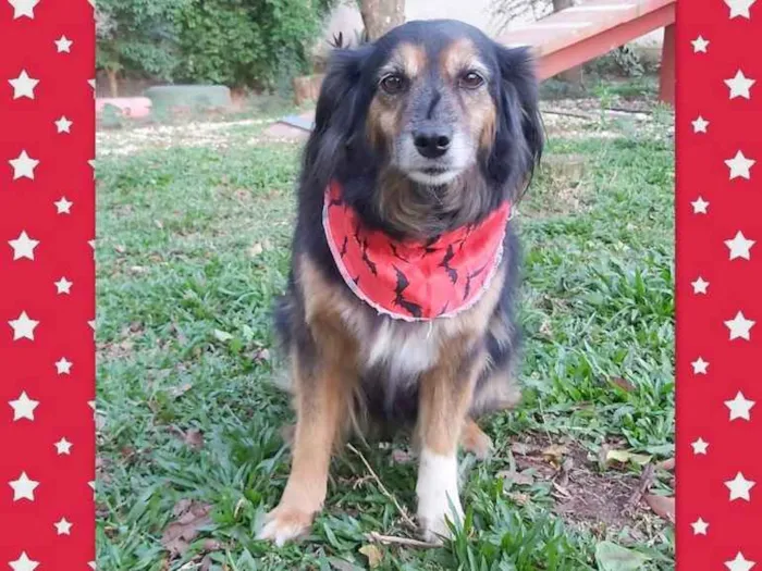 Cachorro ra a SRD-ViraLata idade 6 ou mais anos nome LUVA
