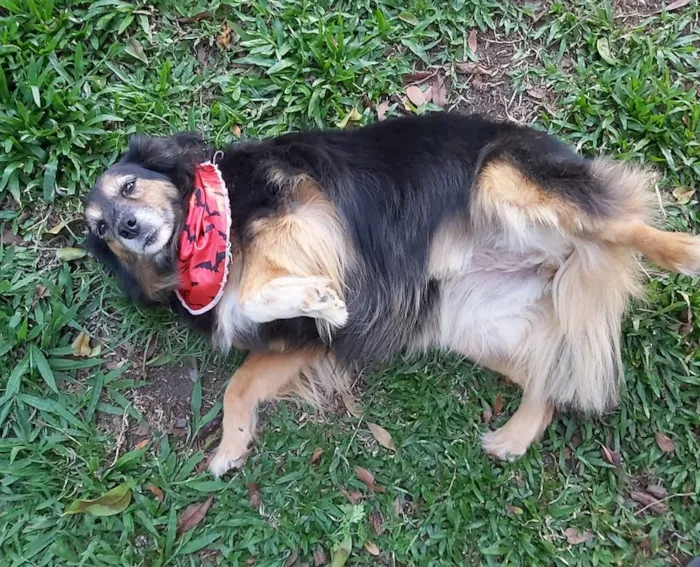 Cachorro ra a SRD-ViraLata idade 6 ou mais anos nome LUVA