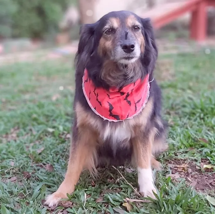 Cachorro ra a SRD-ViraLata idade 6 ou mais anos nome LUVA