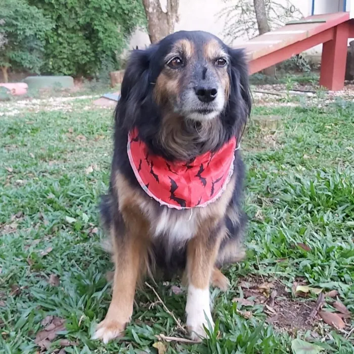 Cachorro ra a SRD-ViraLata idade 6 ou mais anos nome LUVA