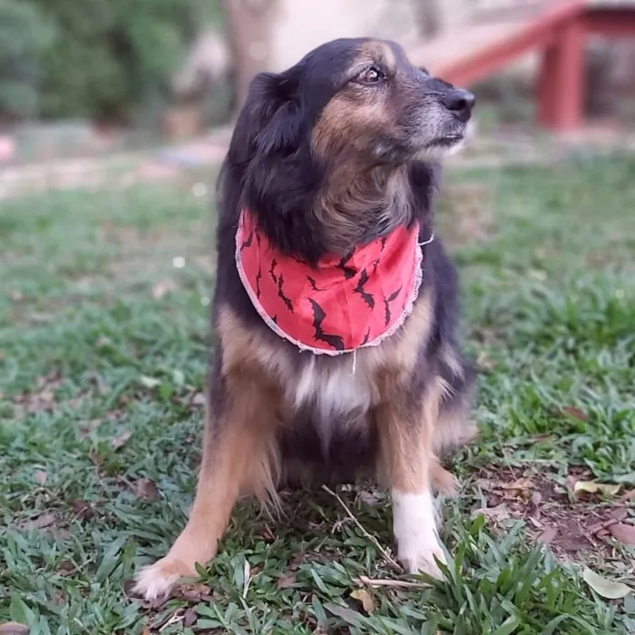 Cachorro ra a SRD-ViraLata idade 6 ou mais anos nome LUVA