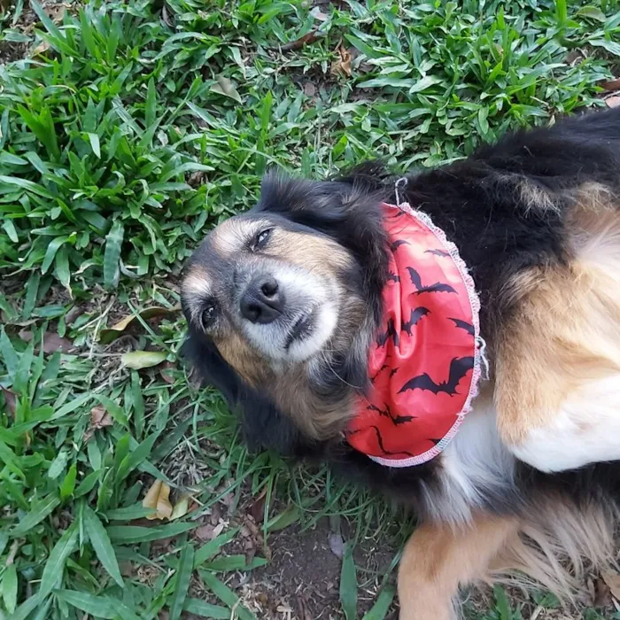Cachorro ra a SRD-ViraLata idade 6 ou mais anos nome LUVA
