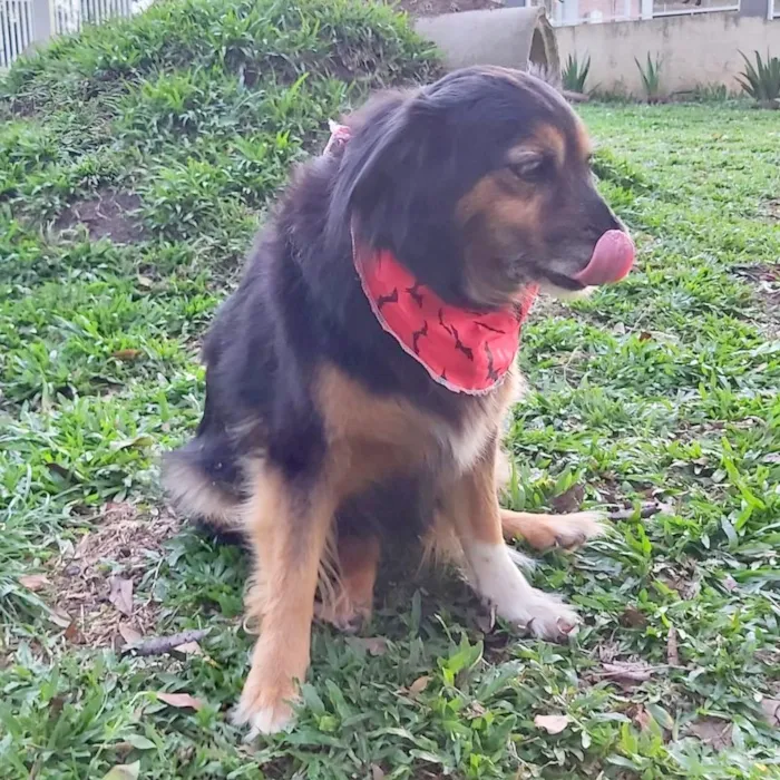 Cachorro ra a SRD-ViraLata idade 6 ou mais anos nome LUVA