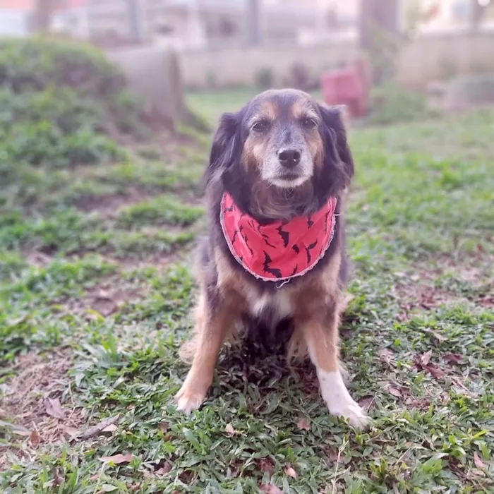 Cachorro ra a SRD-ViraLata idade 6 ou mais anos nome LUVA