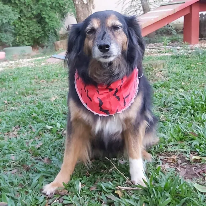 Cachorro ra a SRD-ViraLata idade 6 ou mais anos nome LUVA