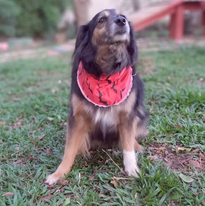 Cachorro ra a SRD-ViraLata idade 6 ou mais anos nome LUVA