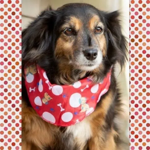 Cachorro ra a SRD-ViraLata idade 6 ou mais anos nome LUVA
