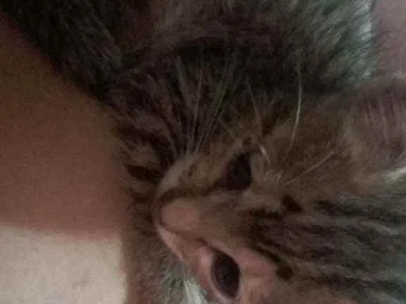 Gato ra a Mestiça  idade Abaixo de 2 meses nome Minerva