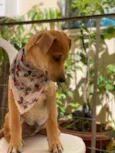 Diego