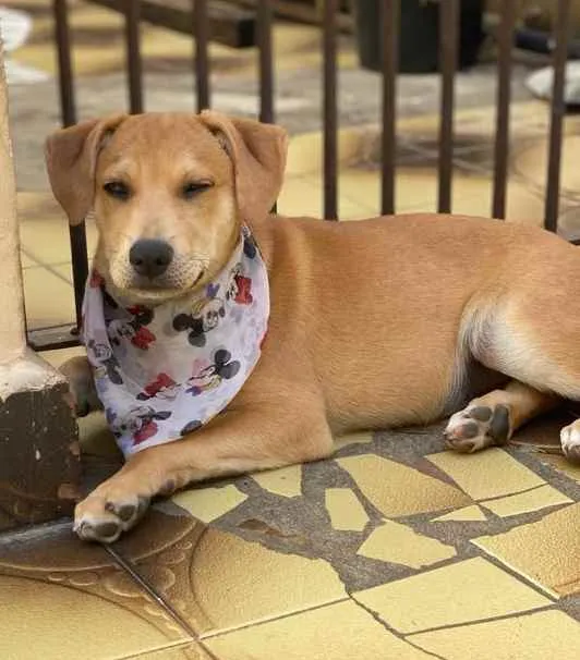 Cachorro ra a SRD  idade 2 a 6 meses nome Diego