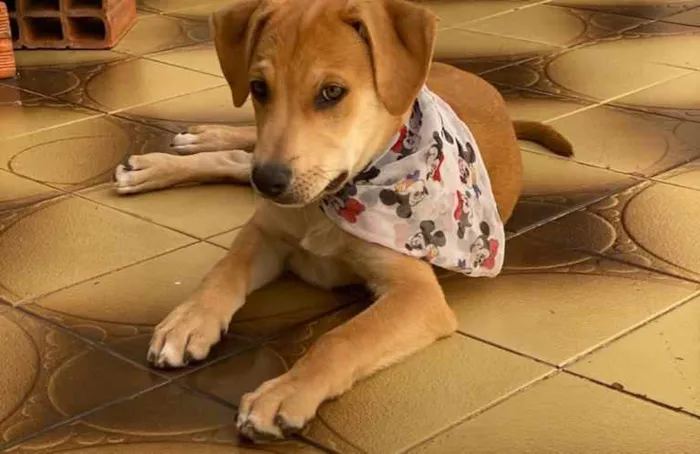 Cachorro ra a SRD  idade 2 a 6 meses nome Diego