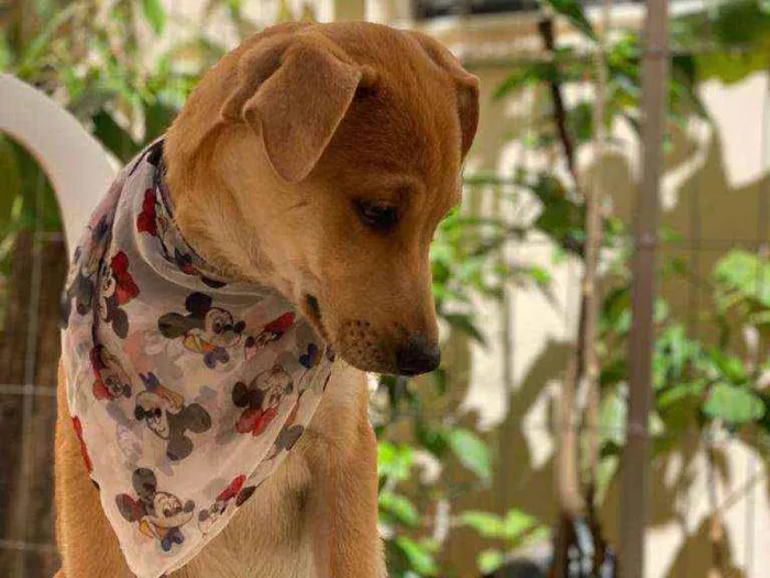 Cachorro ra a SRD  idade 2 a 6 meses nome Diego