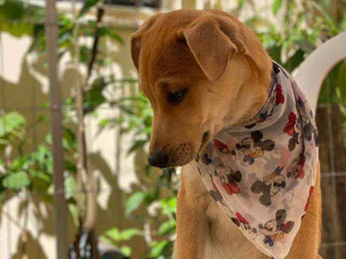 Cachorro ra a SRD  idade 2 a 6 meses nome Diego