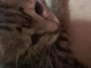 Gato raça Mestiça  idade Abaixo de 2 meses nome Minerva