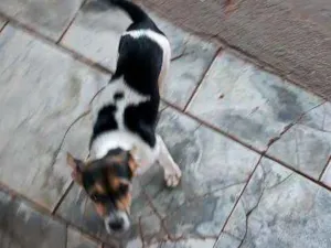 Cachorro raça Fox paulistinha idade 2 a 6 meses nome Belinha