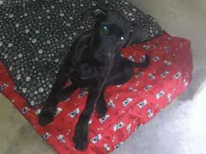 Cachorro raça SRD idade 2 a 6 meses nome Duck