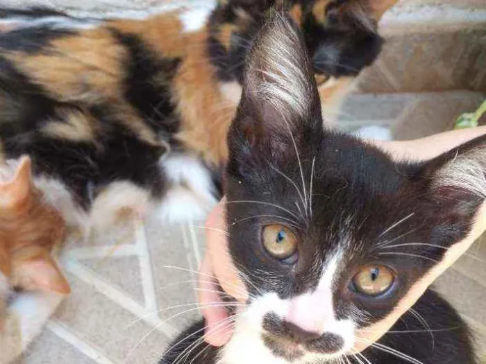 Gato ra a Não definida  idade 2 a 6 meses nome Não tem nome 