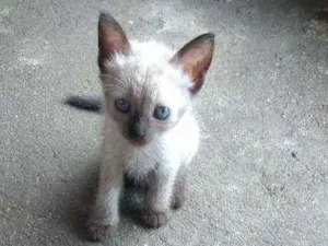 Gato raça Cianes idade Abaixo de 2 meses nome Filhote