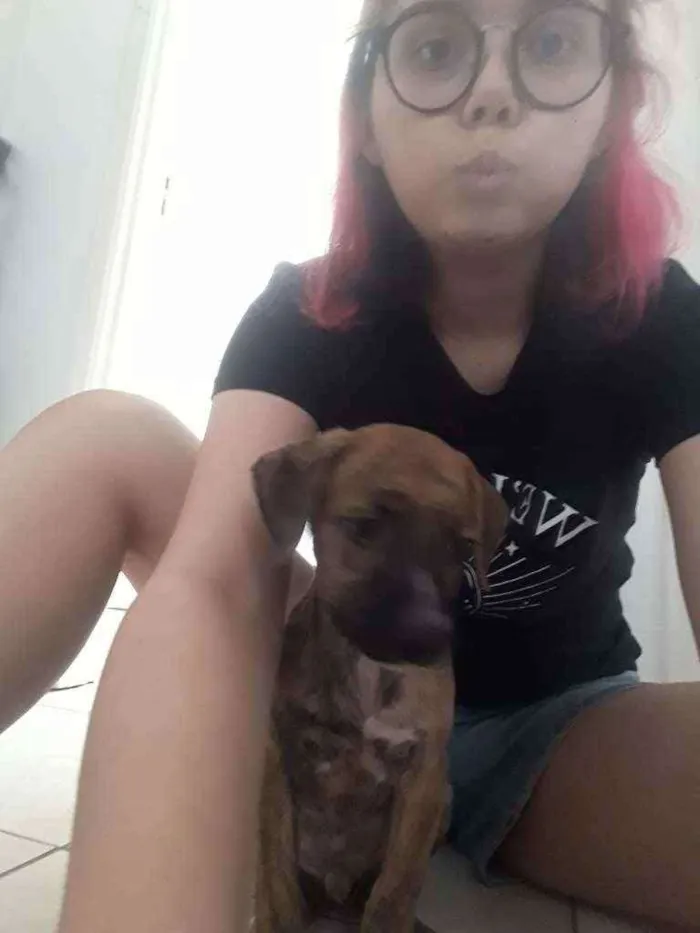 Cachorro ra a Sem raça idade Abaixo de 2 meses nome Pitolomeu