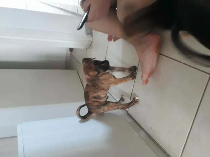 Cachorro ra a Sem raça idade Abaixo de 2 meses nome Pitolomeu
