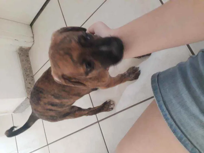 Cachorro ra a Sem raça idade Abaixo de 2 meses nome Pitolomeu