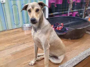 Cachorro raça SRD idade 7 a 11 meses nome JACK 