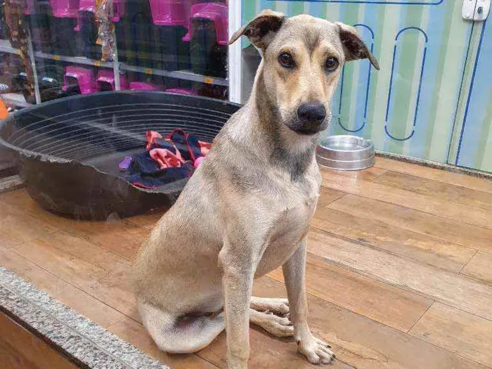 Cachorro ra a SRD idade 7 a 11 meses nome JACK 