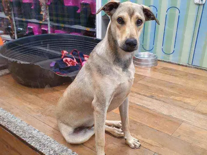 Cachorro ra a SRD idade 7 a 11 meses nome JACK 