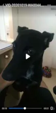 Baratino