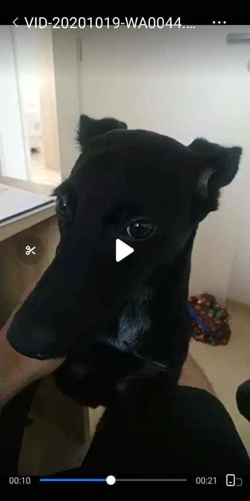 Cachorro raça Sem Raça Definida idade 7 a 11 meses nome Baratino