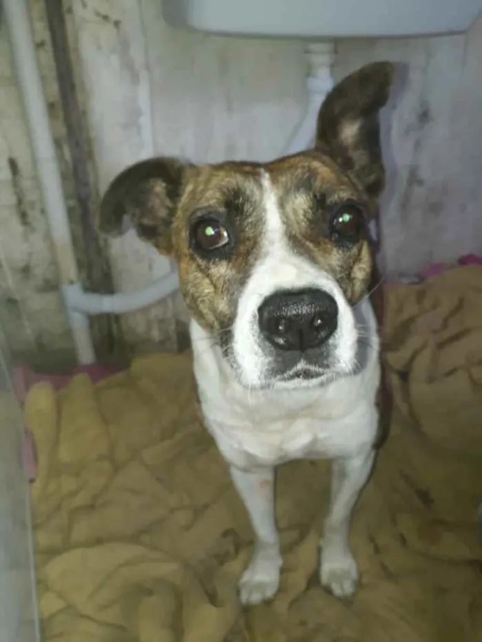 Cachorro ra a  idade 3 anos nome Não sei 