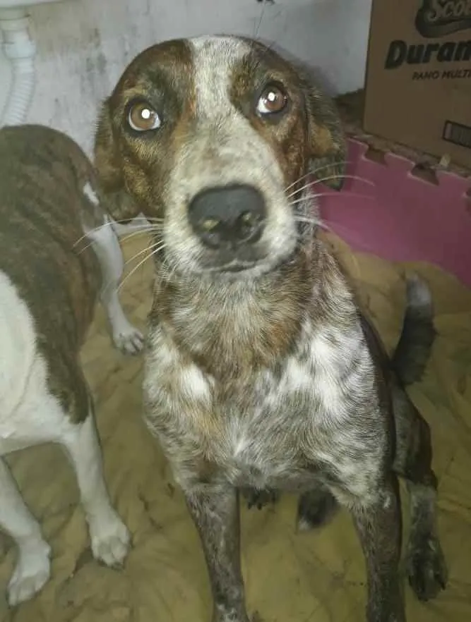 Cachorro ra a  idade 3 anos nome Não sei 