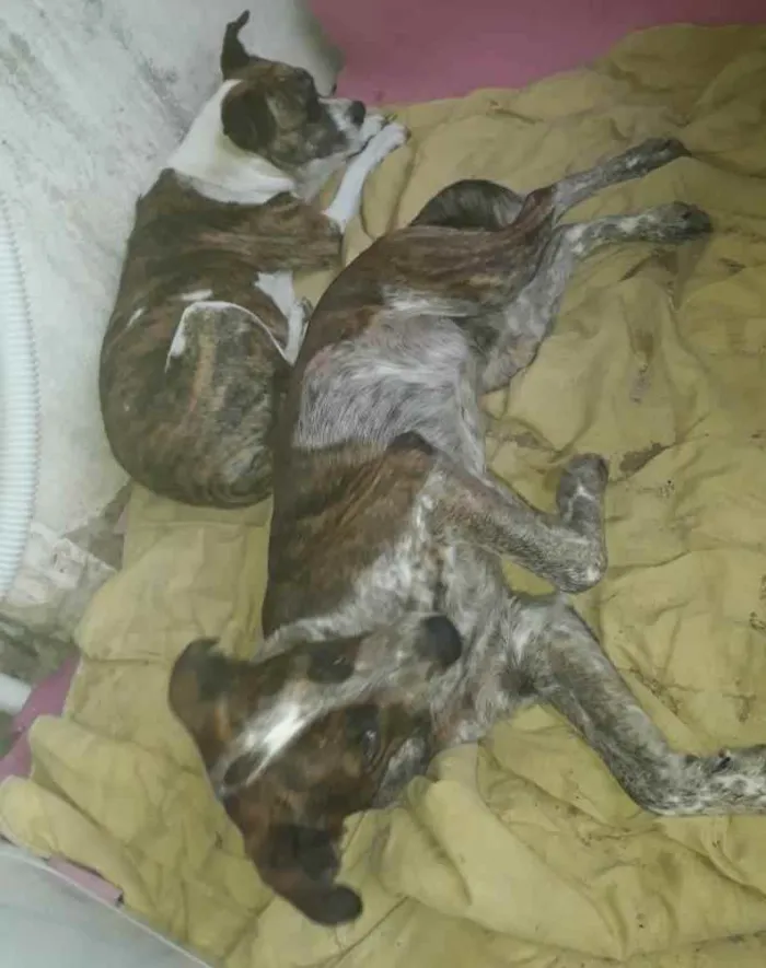 Cachorro ra a  idade 3 anos nome Não sei 