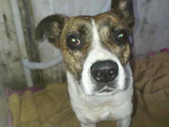 Cachorro ra a  idade 3 anos nome Não sei 