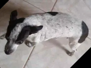 Cachorro raça Pinther idade 6 ou mais anos nome Mel Miranda