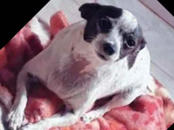 Cachorro raça Pinther idade 6 ou mais anos nome Mel Miranda